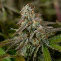 Wurlz F1 Autoflower (Zamnesia Seeds) Feminiserede