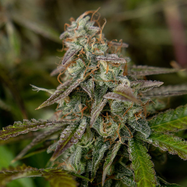 Wurlz F1 Autoflower (Zamnesia Seeds) Feminiserede