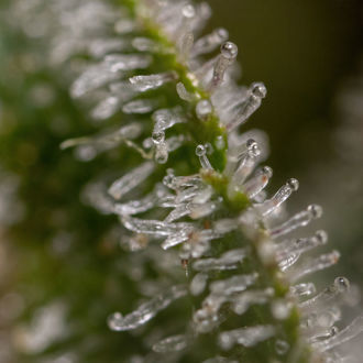 Wurlz F1 Autoflower (Zamnesia Seeds) Feminiserede