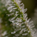 Wurlz F1 Autoflower (Zamnesia Seeds) Feminiserede