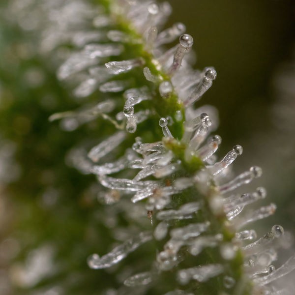 Wurlz F1 Autoflower (Zamnesia Seeds) Feminiserede