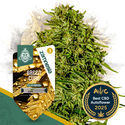 Green Cure CBD F1 Autoflower (Zamnesia Seeds) Feminiserede