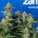 Green Cure CBD F1 Autoflower (Zamnesia Seeds) Feminiserede