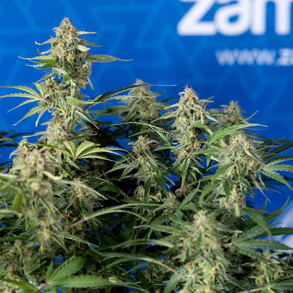 Green Cure CBD F1 Autoflower (Zamnesia Seeds) Feminiserede
