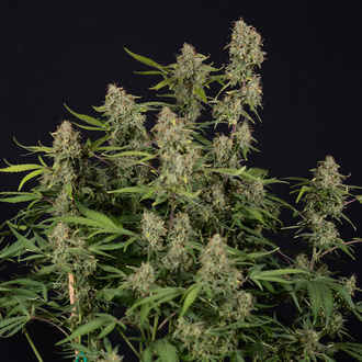 Green Cure CBD F1 Autoflower (Zamnesia Seeds) Feminiserede