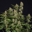 Green Cure CBD F1 Autoflower (Zamnesia Seeds) Feminiserede