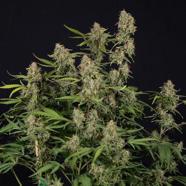 Green Cure CBD F1 Autoflower (Zamnesia Seeds) Feminiserede