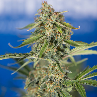 Green Cure CBD F1 Autoflower (Zamnesia Seeds) Feminiserede