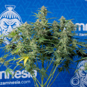 Green Cure CBD F1 Autoflower (Zamnesia Seeds) Feminiserede