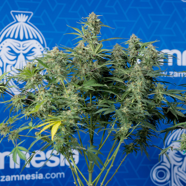 Green Cure CBD F1 Autoflower (Zamnesia Seeds) Feminiserede