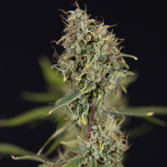 Green Cure CBD F1 Autoflower (Zamnesia Seeds) Feminiserede