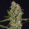 Green Cure CBD F1 Autoflower (Zamnesia Seeds) Feminiserede