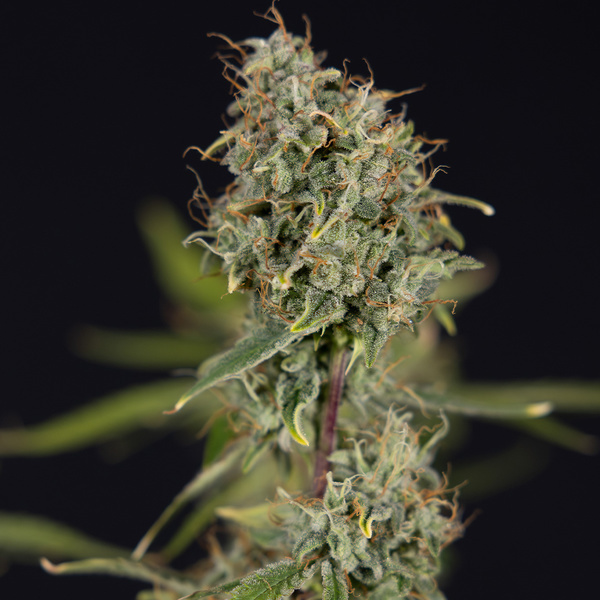 Green Cure CBD F1 Autoflower (Zamnesia Seeds) Feminiserede