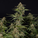 Green Cure CBD F1 Autoflower (Zamnesia Seeds) Feminiserede