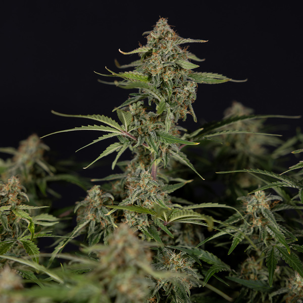 Green Cure CBD F1 Autoflower (Zamnesia Seeds) Feminiserede