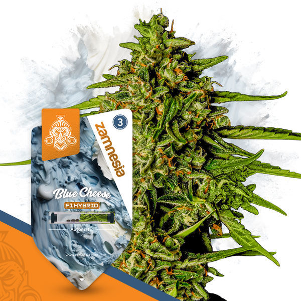 Blue Cheese F1 Autoflower (Zamnesia Seeds) Feminiserede