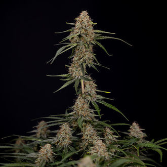 Blue Cheese F1 Autoflower (Zamnesia Seeds) Feminiserede