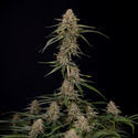 Blue Cheese F1 Autoflower (Zamnesia Seeds) Feminiserede