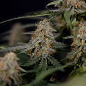 Blue Cheese F1 Autoflower (Zamnesia Seeds) Feminiserede