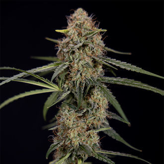 Blue Cheese F1 Autoflower (Zamnesia Seeds) Feminiserede