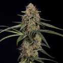 Blue Cheese F1 Autoflower (Zamnesia Seeds) Feminiserede