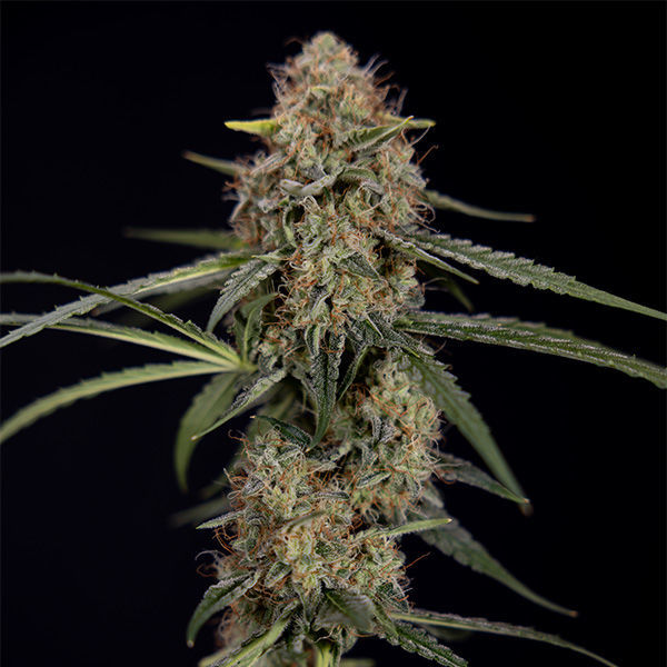 Blue Cheese F1 Autoflower (Zamnesia Seeds) Feminiserede