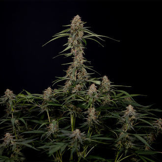 Blue Cheese F1 Autoflower (Zamnesia Seeds) Feminiserede