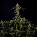 Blue Cheese F1 Autoflower (Zamnesia Seeds) Feminiserede