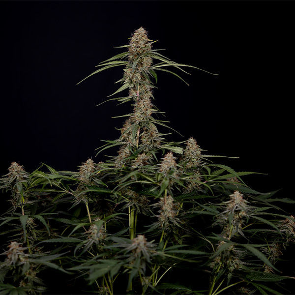 Blue Cheese F1 Autoflower (Zamnesia Seeds) Feminiserede