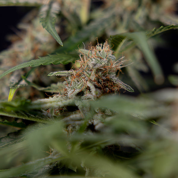 Blue Cheese F1 Autoflower (Zamnesia Seeds) Feminiserede