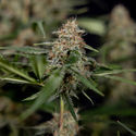 Blue Cheese F1 Autoflower (Zamnesia Seeds) Feminiserede