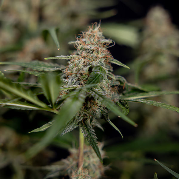 Blue Cheese F1 Autoflower (Zamnesia Seeds) Feminiserede