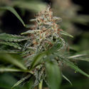 Blue Cheese F1 Autoflower (Zamnesia Seeds) Feminiserede