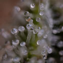Blue Cheese F1 Autoflower (Zamnesia Seeds) Feminiserede