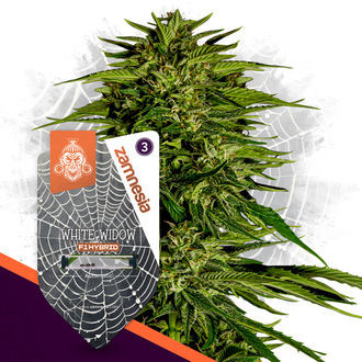 White Widow F1 Autoflower (Zamnesia Seeds) Feminiserede