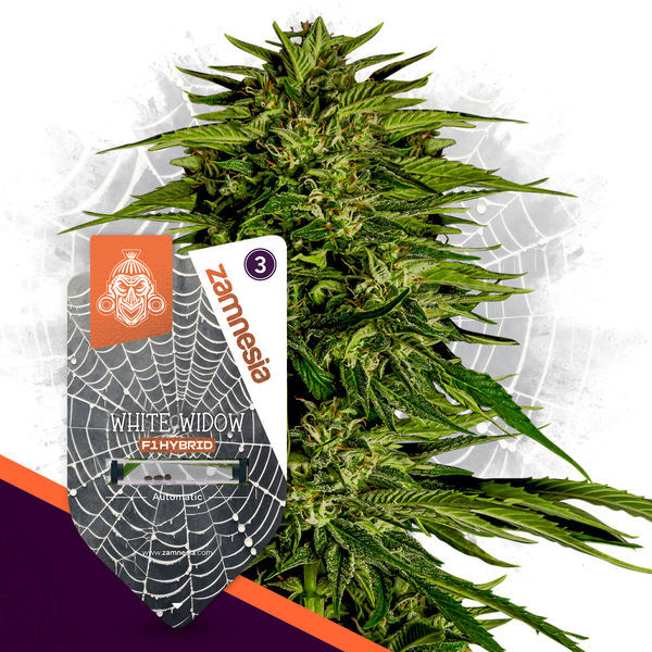 White Widow F1 Autoflower (Zamnesia Seeds) Feminiserede