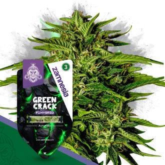 Green Crack F1 Autoflower (Zamnesia Seeds) Feminiserede