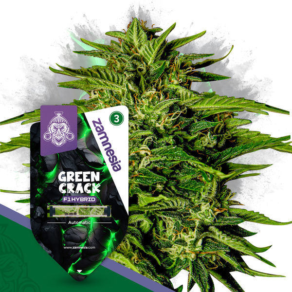Green Crack F1 Autoflower (Zamnesia Seeds) Feminiserede