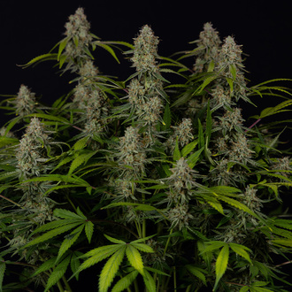Green Crack F1 Autoflower (Zamnesia Seeds) Feminiserede