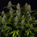 Green Crack F1 Autoflower (Zamnesia Seeds) Feminiserede