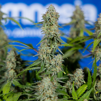 Green Crack F1 Autoflower (Zamnesia Seeds) Feminiserede