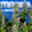 Green Crack F1 Autoflower (Zamnesia Seeds) Feminiserede