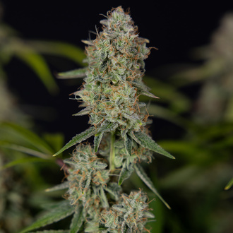 Green Crack F1 Autoflower (Zamnesia Seeds) Feminiserede