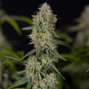 Green Crack F1 Autoflower (Zamnesia Seeds) Feminiserede