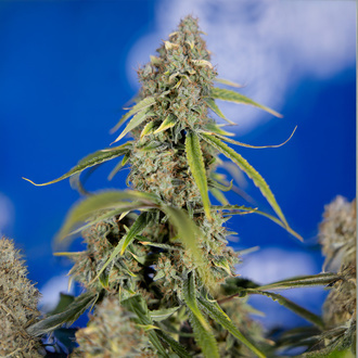Green Crack F1 Autoflower (Zamnesia Seeds) Feminiserede