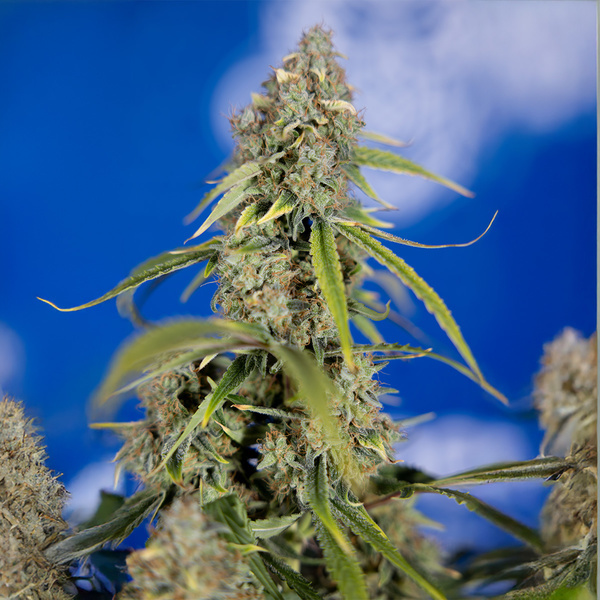 Green Crack F1 Autoflower (Zamnesia Seeds) Feminiserede