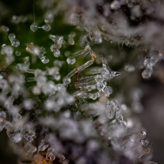 Green Crack F1 Autoflower (Zamnesia Seeds) Feminiserede
