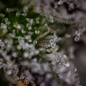 Green Crack F1 Autoflower (Zamnesia Seeds) Feminiserede