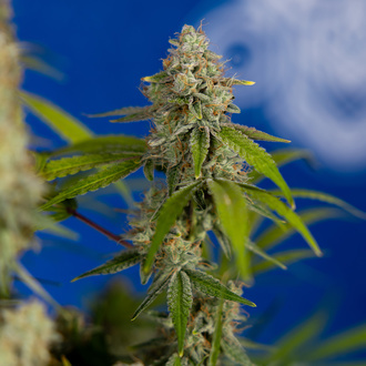 Green Crack F1 Autoflower (Zamnesia Seeds) Feminiserede