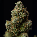 Green Crack F1 Autoflower (Zamnesia Seeds) Feminiserede